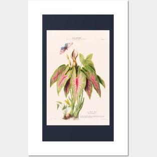 Caladium Bicolor - Flore d’Amérique - Botanical Illustration Posters and Art